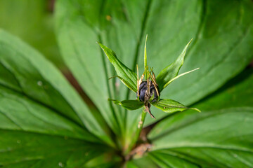 Very poisonous plant Raven's eye four-leaf Paris quadrifolia also known, berry or True Lovers Knot growing in the wild in a forest