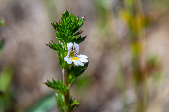 Tiny wild eyebright or eyewort - Euphrasia rostkoviana - flowers growing on summer meadow, closeup macro detail