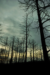 Obraz premium Eerie Charred Forest at Dusk