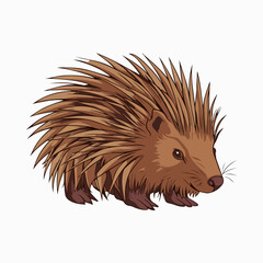 hedgehog