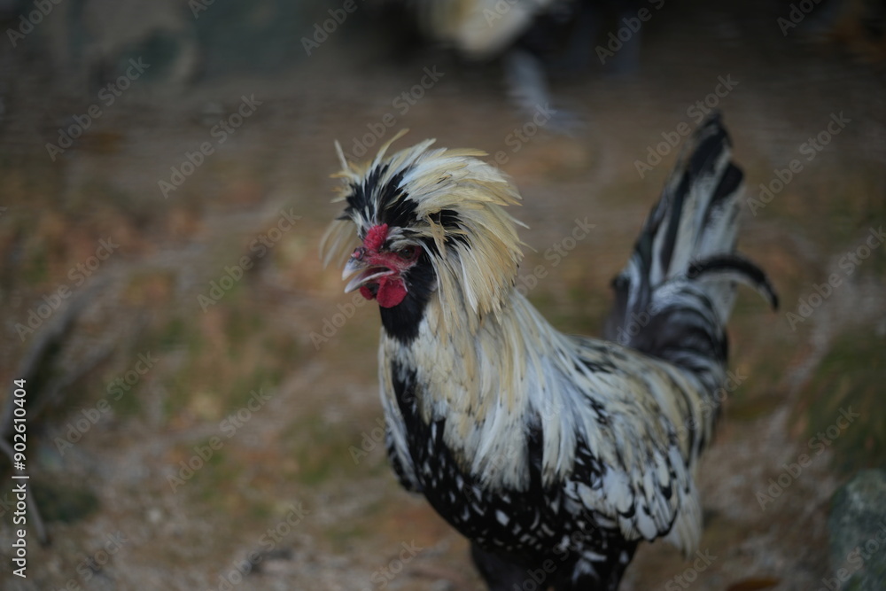 Poster The Buff-Laced Frizzle is a variation of the Frizzle chicken, a breed known for its unique feather structure.|波蘭雞 