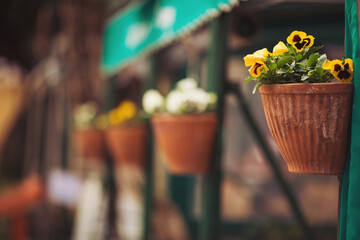 Close up view of beautiful decorative flower vases on the street