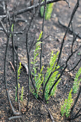 Burnt Trees and New Growth After Fire in Legarda