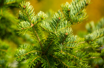 Fir branches close-up. Coniferous trees in the forest. Winter Christmas background. Christmas background, beautiful nature