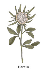 Chrysanthemum. Elegant frame of chrysanthemums: hand drawn botanical illustration. Graphic drawing. Summer flowers. Watercolor botany. Invitation. Space for text.