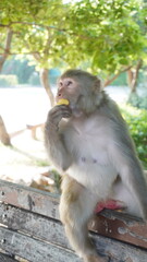 displaying the breathtaking diversity that may be found in mountainous areas. Every image portrays the spirit of nature, from the breathtaking heights of towering mountains to the entertaining antics 