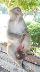 displaying the breathtaking diversity that may be found in mountainous areas. Every image portrays the spirit of nature, from the breathtaking heights of towering mountains to the entertaining antics 