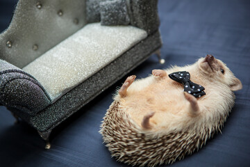 Little hedgehog in the party