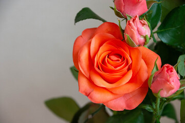 トロピカルアマゾン