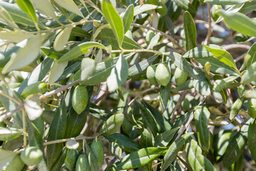 Sunlit Olive Tree Branch With Green Olives And Silvery-green Leaves, Showcasing Vibrant Mediterranean Agriculture