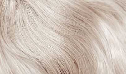 Blond hair close-up as a background. Women's long blonde hair. Beautifully styled wavy shiny curls. Hair coloring. Hairdressing procedures, extension. White hair