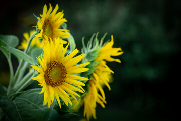 Garden in summer, amazing yellow sunflower close-up, Floral Pattern for Nature-Themed Decoration,...