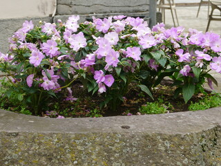 Purple flowers