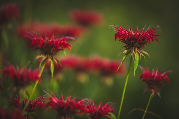 Red flowers of Eastern Bee balm Monarda hybrida in a garden setting, creating a vibrant and lively background perfect for wallpaper. Delicate petals and lush greenery evoke a sense of summer's natura