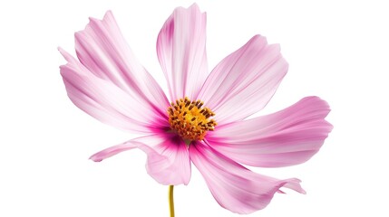 one single pink cosmos flower on white background