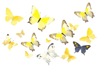 PNG Butterflies animal insect.