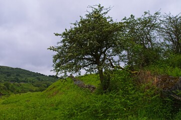 tree in the field