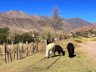 Llamas eating grass in the Andes mountains, Jujuy, Argentina
