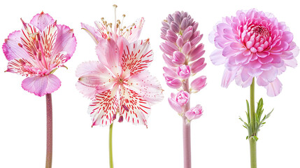 Pink Floral Delights: A quartet of delicate pink flowers, each with unique textures and shapes, are artfully arranged.