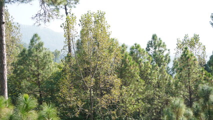 displaying the breathtaking diversity that may be found in mountainous areas. Every image portrays the spirit of nature, from the breathtaking heights of towering mountains to the entertaining antics 