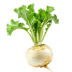 fresh turnip vegetable