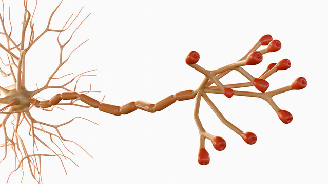 3d rendering of Multipolar neurons. Multipolar neurons are the most common type of neuron