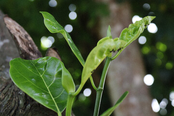 Vibrant young jackfruit tree leaves, showcasing new growth. The tender, elongated green leaves...