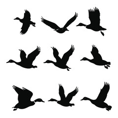 Obraz premium Silhouettes of nine flying ducks in different positions.