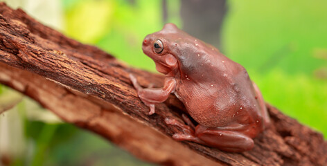 An Australian tree frog sits on the bark of a tree. The frog turns around and looks at the camera.