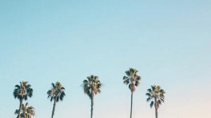 Summer coconut trees, space for text, Hasselblad camera. perfect background