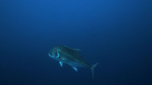 A huge Giant trevally swims gracefully in the middle of the empty deep blue ocean.