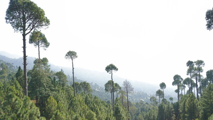 This varied portfolio highlights the rich tapestry of life found in mountainous areas, with images ranging from majestic mountains reaching the sky to amusing monkeys running around among the trees. © StockArt Creator