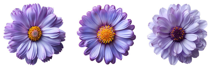 Aster flower png. Purple aster flower top view png. Aster September flower isolated. purple flower that blooms during September flat lay png