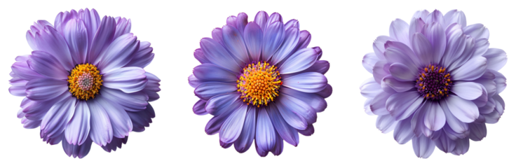 Aster flower png. Purple aster flower top view png. Aster September flower isolated. purple flower that blooms during September flat lay png