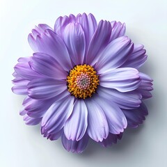 Obraz premium purple aster isolated on white background with shadow. aster flower top view