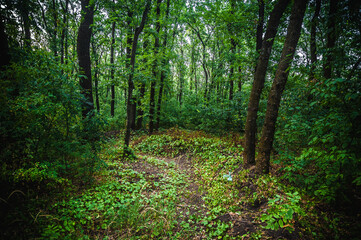 Obraz premium dirt track for mountain bikes in the forest, surrounded by acacia trees with lush green foliage