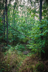 Obraz premium broken wooden bridge in a green forest with green bushes growing around it, shot at a wide angle