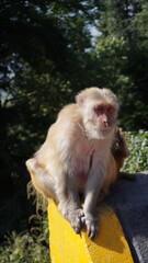 Fototapeta premium This varied portfolio highlights the rich tapestry of life found in mountainous areas, with images ranging from majestic mountains reaching the sky to amusing monkeys running around among the trees.