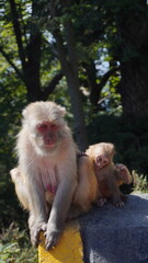 This varied portfolio highlights the rich tapestry of life found in mountainous areas, with images ranging from majestic mountains reaching the sky to amusing monkeys running around among the trees.