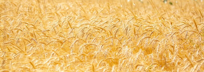 Wheat field on a sunny day. Grain farming, ears of wheat close-up. Agriculture, growing food products.
