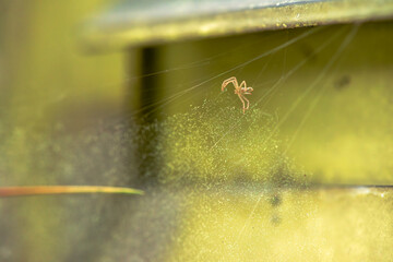Delicate Threads: Macro View of a Little Spider Web
