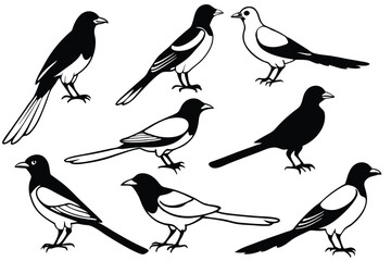 Magpie bird line art illustration