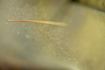 Delicate Threads: Macro View of a Little Spider Web