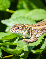 green lizard on a tree