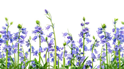 PNG Purple bluebells in springtime