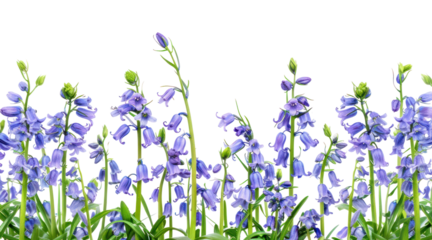 PNG Purple bluebells in springtime