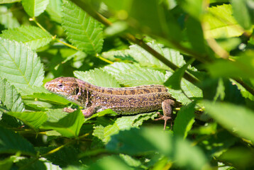 lizard on a branch