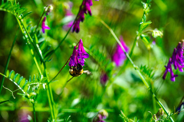 Nature's Harmony: Macro View of a Bombus Bee on a Purple Flower