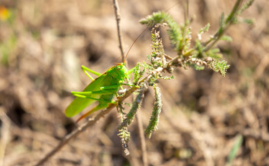 A green grasshopper sits in the grass on a bush. Great marsh grasshopper Stethophyma grossum, an endangered insect typical of wet meadows and marshes.