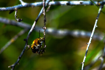 Resting Pollinator: Macro View of a Bombus Bee on a Branch